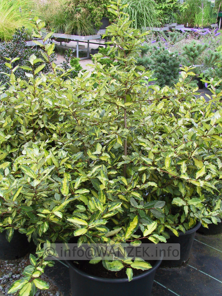 Elaeagnus pungens Maculata - Pflanze.JPG